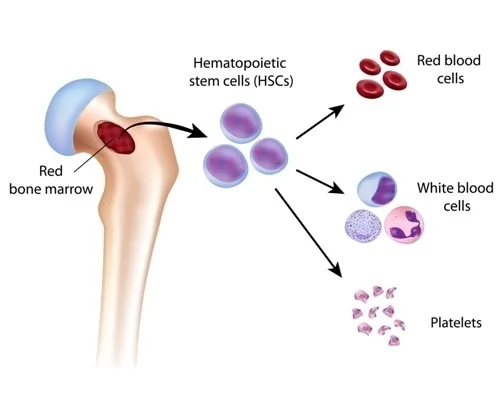 <p>formation of all formed elements.</p><ol><li><p><strong>During embryonic/fetal development</strong>, hemopoiesis occurs in:</p><ul><li><p>yolk sac, liver, spleen, thymus, lymph nodes, bone marrow</p></li></ul></li><li><p><strong>In adults</strong>, hemopoiesis occurs mainly in <strong>red bone marrow</strong>.</p><ul><li><p>Found in: sternum, vertebrae, ribs, pelvis.</p></li><li><p><strong>Agranulocytes</strong> leave the red marrow and finish maturing in <strong>lymphoid tissues</strong> (thymus, lymph nodes, tonsils).</p></li><li><p>Because red marrow produces formed elements, it is called <strong>myeloid tissue</strong></p></li></ul></li></ol><p></p>