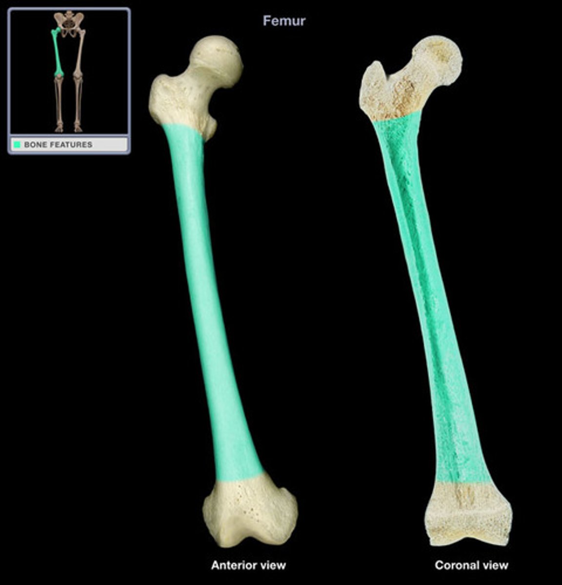 <p>long section between the expanded proximal and distal ends of the bone</p>