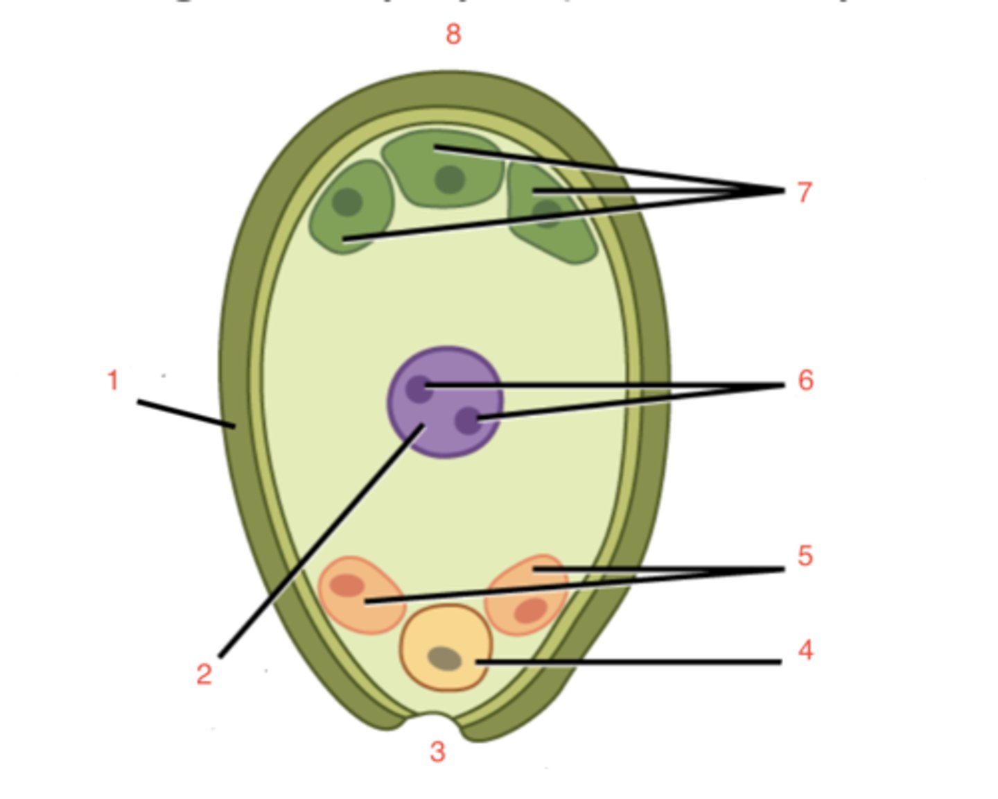 <p>Female Gametophyte (embryo sac, n)</p><p>Inside the ovary: megasporocyte (2n) → meiosis → 4 megaspores (n), but only 1 survives.</p><p>This grows into the embryo sac (female gametophyte).</p><p>Embryo sac has 7 cells, 8 nuclei (includes the egg + 2 polar nuclei).</p>