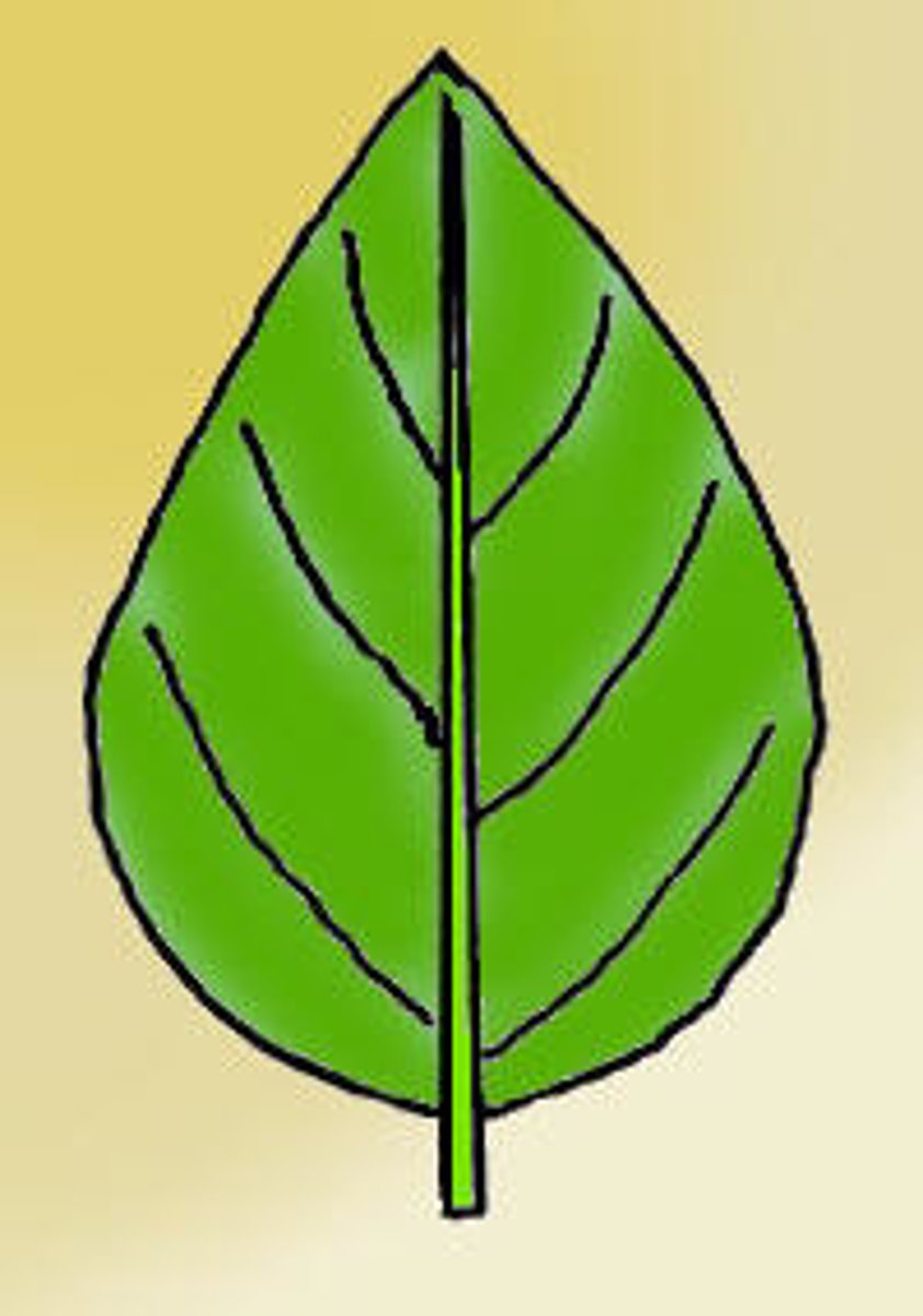 <p>leaf shape widest near base</p>