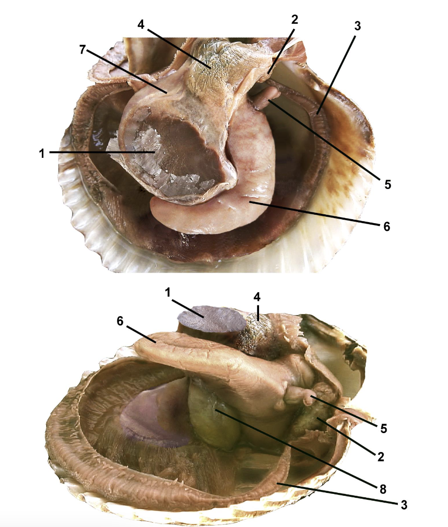 <p>Identify the labeled parts of this dissection.</p>