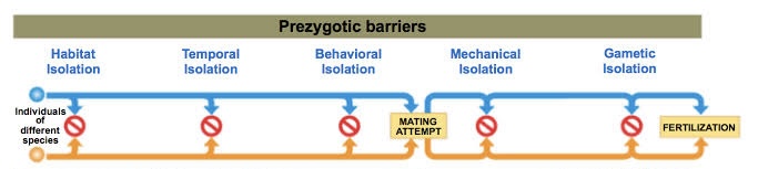 <p>Definition: prevent mating/hinder fertilization </p><ol><li><p>Habitat </p></li><li><p>Temporal  </p></li><li><p>Behavioral</p></li><li><p>Mechanical </p></li><li><p>Gametic</p></li></ol>