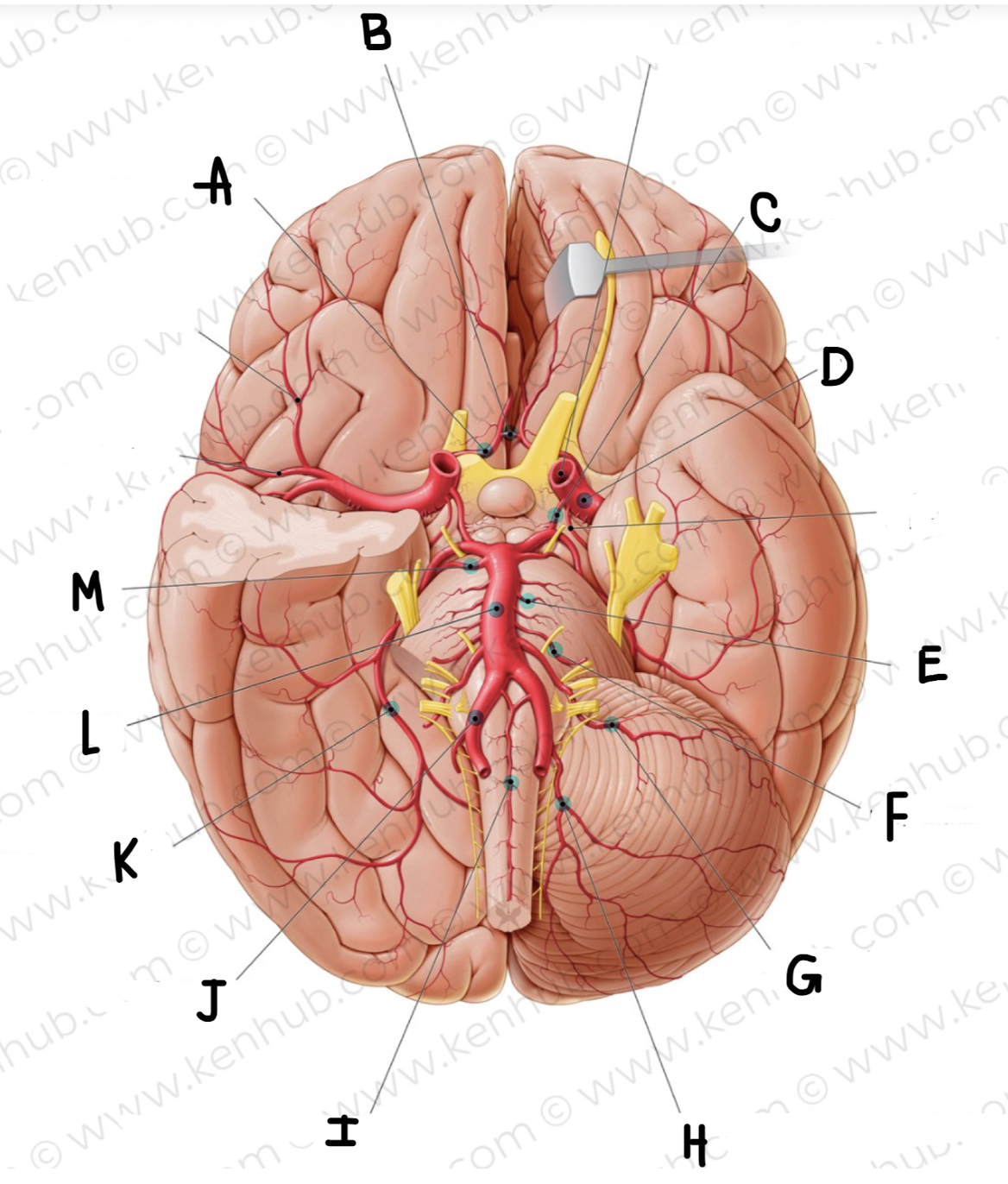 <p>What is the name of the artery labeled B? (click on picture and scroll to see which is labeled B)</p>