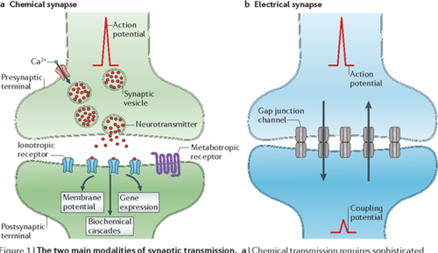 <p>(B) Electrical, Chemical</p><p>Electrical Synapses are common in both smooth muscle and in cardiac muscle to coordinate contraction; Chemical Synapses are most often seen in the Nervous System.</p>