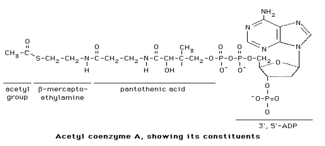 <ul><li><p>Groupe acétyl</p></li><li><p>Coenzyme A : </p><ul><li><p><span><span>Bêta-mercaptoéthylylamine</span></span></p></li><li><p><span><span>Acide pantothénique (non synthétisé chez l’homme — un nutriment essentiel) </span></span></p></li><li><p><span><span>Phosphate </span></span></p></li><li><p><span><span>3', 5'-adénosine diphosphate</span></span></p></li></ul></li></ul><p></p>