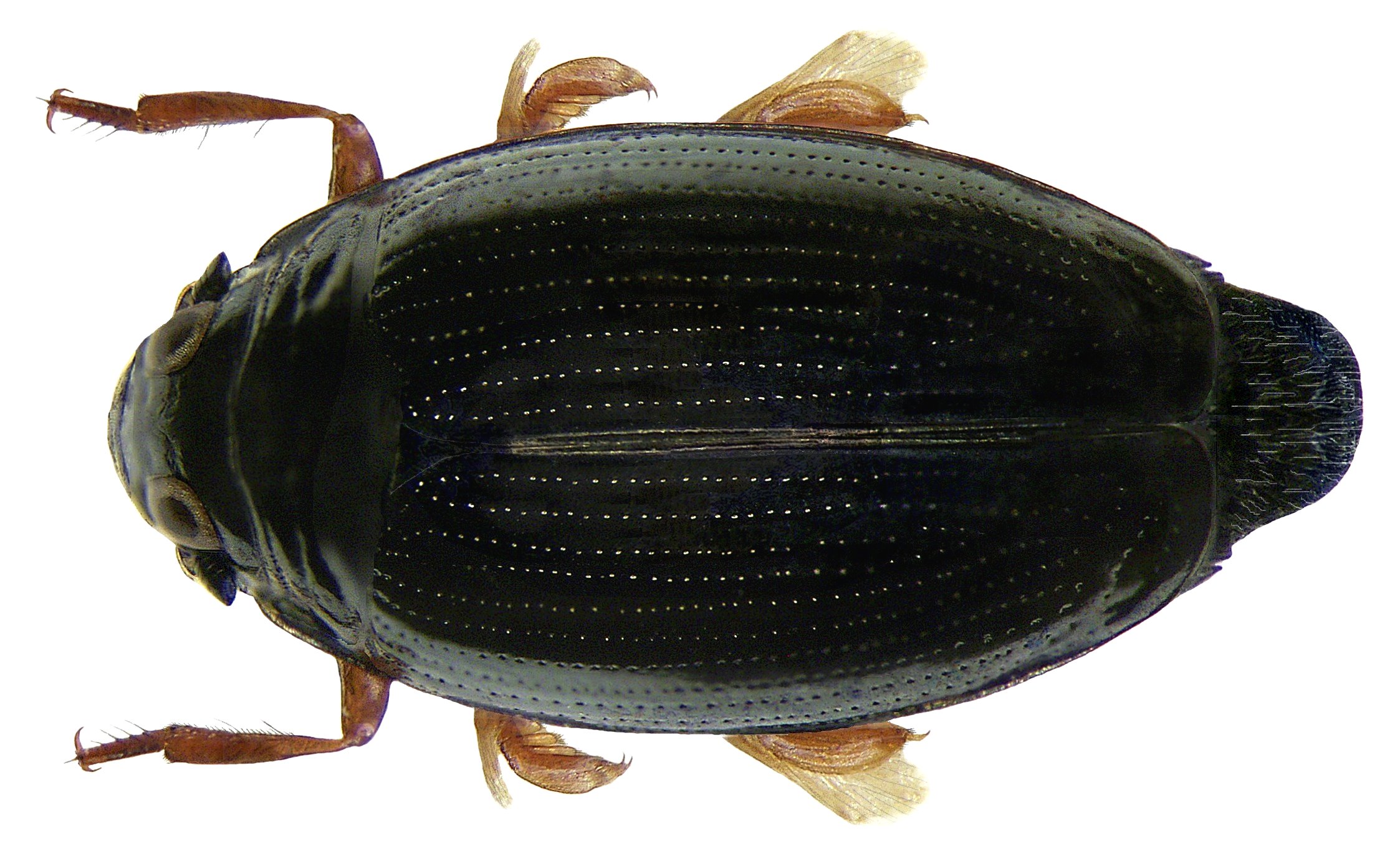 <p>Whirligig beetle</p>