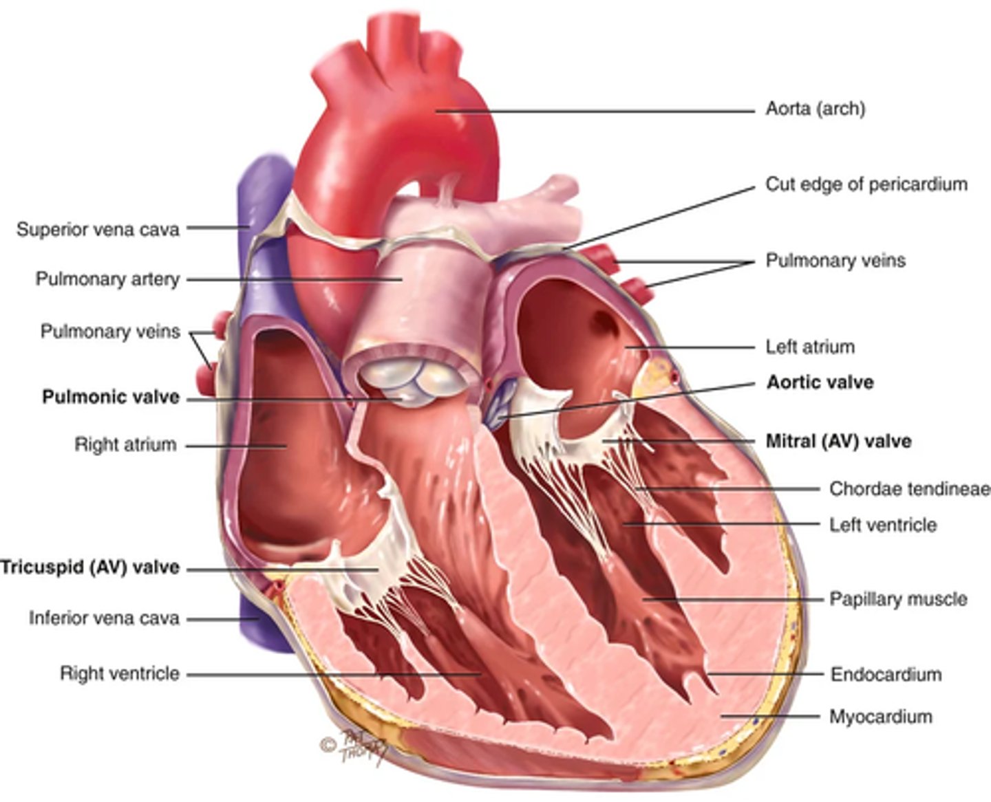 <p>The purpose of the valves are to separate the 4 chambers and prevent blood from back flowing (unidirectional valves that open and close passively in response to pressure from blood)</p><p>2 atrioventricular (Av) valves that separate the a an v:</p><p>1) right AV valve - tricuspid</p><p>2) Left AV valve - Bicuspid or mitral valve</p><p>Valves thin leaflets are anchored by the collagenous fibers; Chordae tendinea; to the papillary muscles imbedded into the ventricle floor</p><p>AV valves open during hearts filling phase (DIASTOLE) and allow the ventricles to fill with blood</p><p>During the pumping phase (SYSTOLE) the AV valves close to precent regurgitation of blood back into the atria (papillary muscles contract so the leaflets close and make a perfect seal)</p><p>Semilunar valves (SL) -> between the ventricles and arteries (each valve has 3 cusps that look like half moons</p><p>1) Pulmonic valve in the right side of heart</p><p>2) aortic valve in the left side</p><p>(both open during pumping (systole)</p>