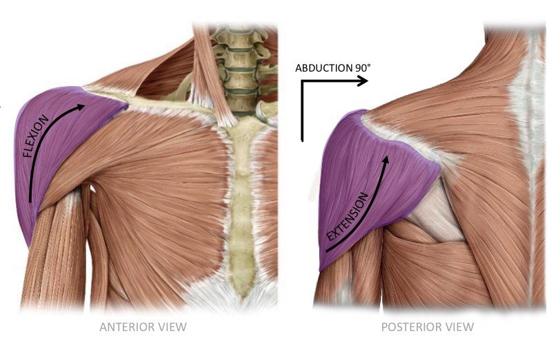 <p>Deltoid </p>