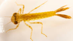 <p>What bug family is this</p>