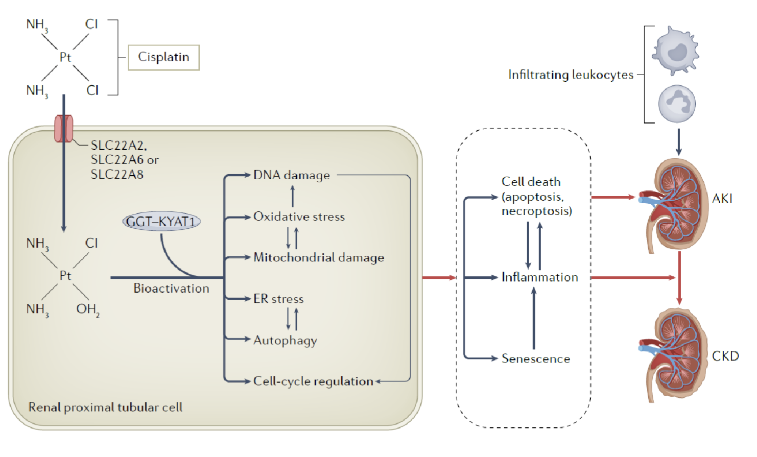 <p>Reaches 5-flold concnetration in renal tubular cells compared to plasma</p><p>Uptaken by SLC transporters into the cell, where it is bioactivated</p><p>Bioactivated cisplatin is an alkylating agent → ROS, ER stress, activation of inflammatory and apoptotic pathways → AKI/CKD </p>
