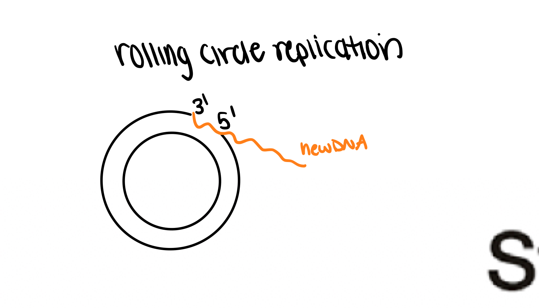<p>False. This can occur in linear and circular genomes, via “rolling circle replication.”</p>