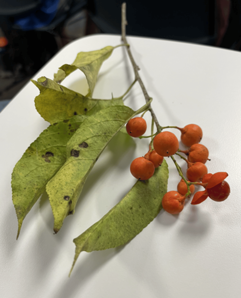 <p>berries only at tip, bigger berries, way more elliptic</p>