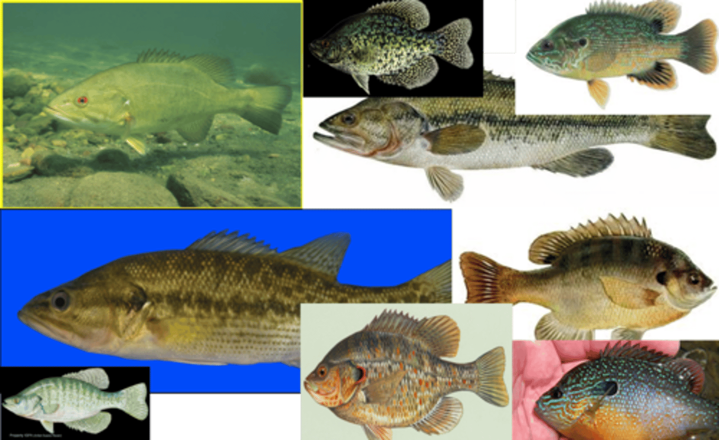 <p>Smallmouth Bass</p><p>Largemouth Bass</p><p>Kentucky Bass</p><p>Bluegill Sunfish</p><p>Green Sunfish</p><p>Redear Sunfish</p><p>Longear Sunfish</p><p>White Crappie</p><p>Bllack Crappie</p>
