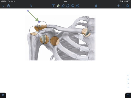 <p>the area where the clavicle and scapula connect</p>