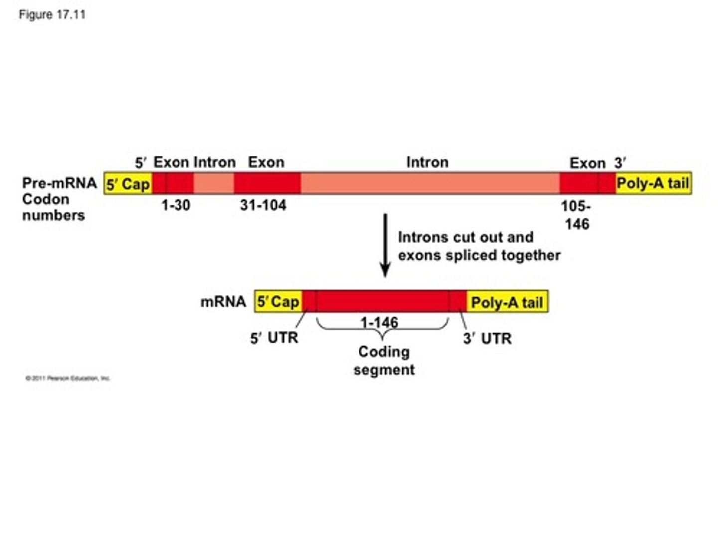 <p>splicesomes remove introns and put together exons, 5' cap and PolyA tail are added</p>