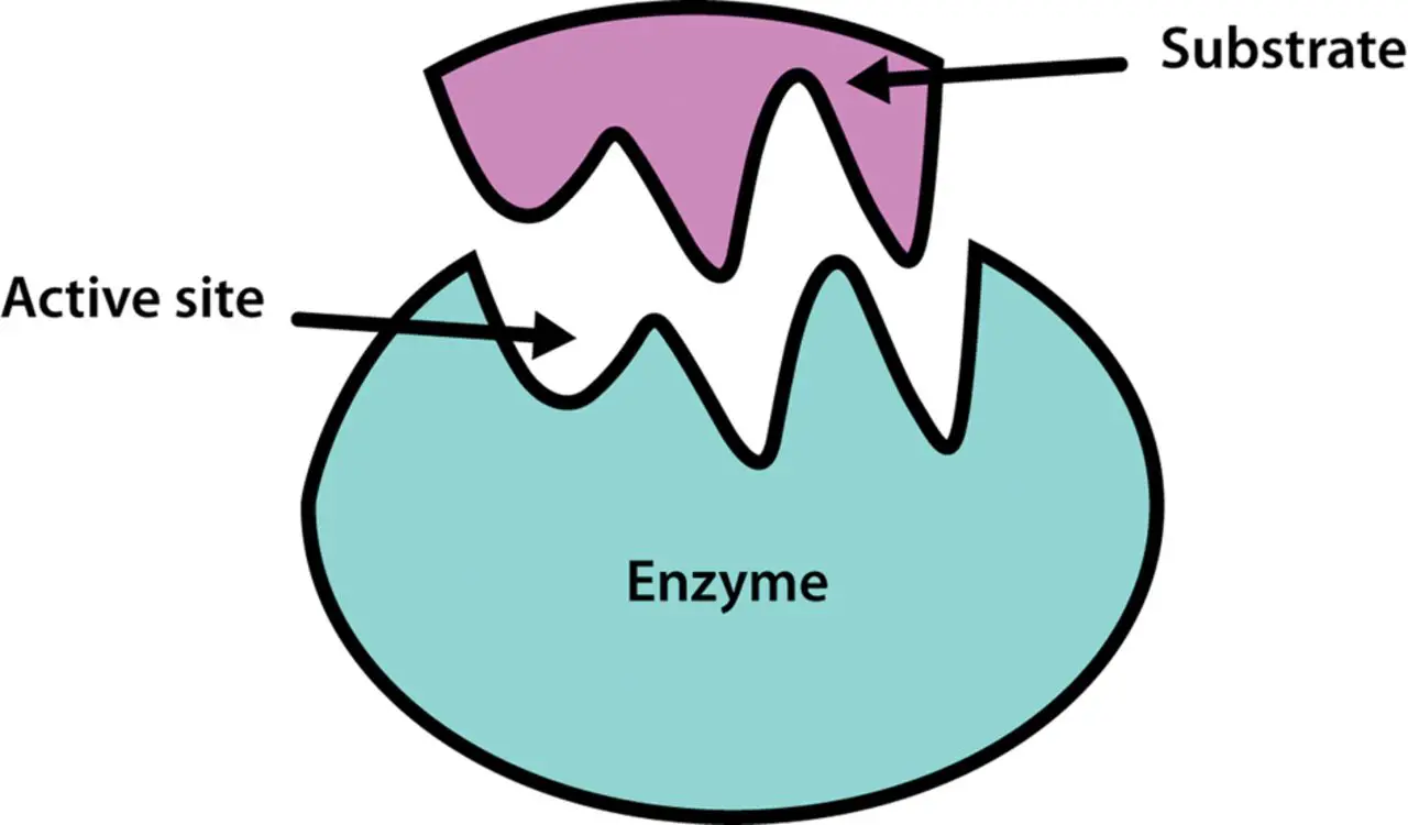 <p>A specific position for the attachment of the substrates.</p>
