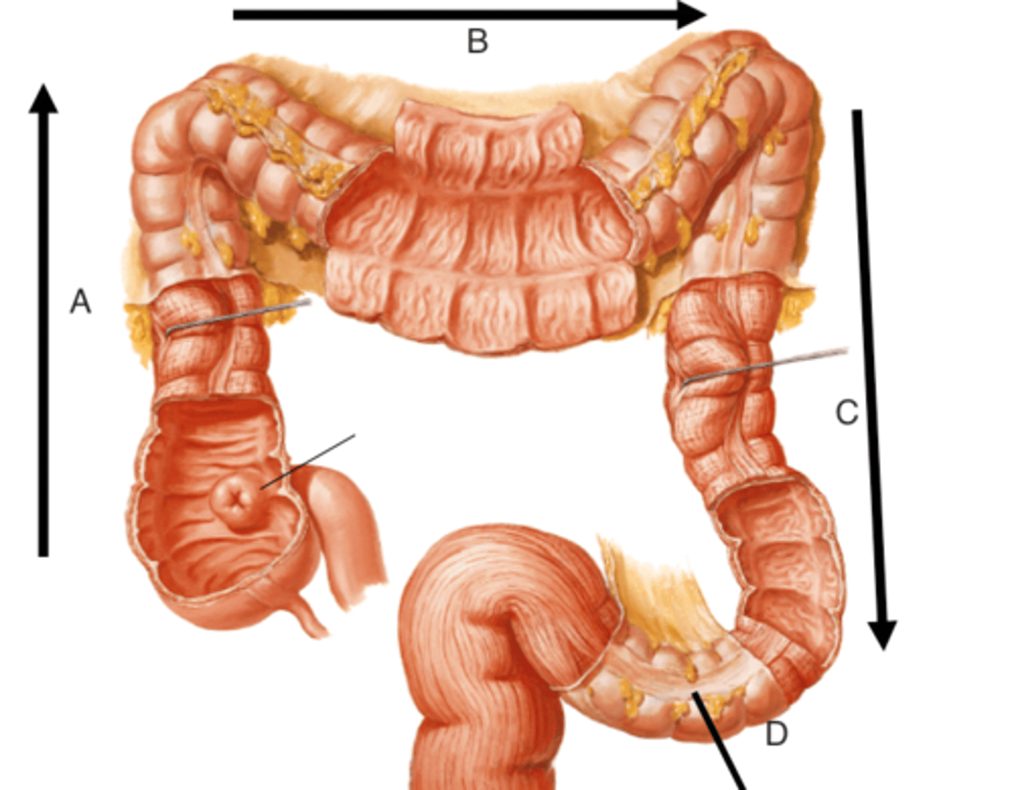 <p>What are 3 of the 4 parts of the colon?</p>