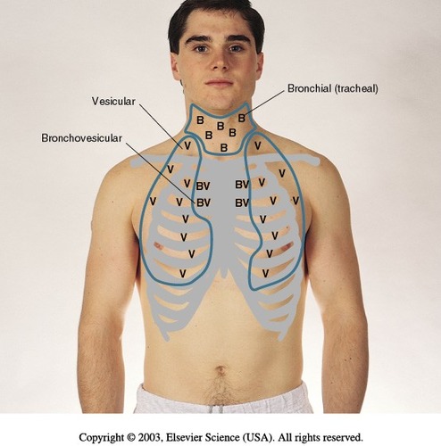 <p>-Laborious breathing is when pt has to utilize ____________________________ ? </p><ul><li><p><mark data-color="purple">Lung Sound Locations </mark></p></li></ul><p>&gt;Over the neck (tracheal ) , you’ll hear _______________ sounds , which are ________________ or  _____________ sounds ? </p><p>&gt;Where would you hear your bronchial vesicular (BV) sounds , and how do they sound like ? </p><p>&gt;Where would you hear your vesicular sounds and how do they sound like ? </p>