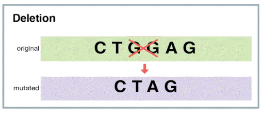 <p>A base is removed from the DNA sequence </p>