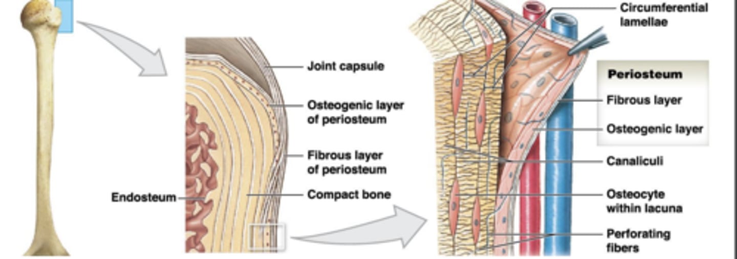 <p>Fibrous layer &amp; osteogenic layer (complete, multi cell layer)</p><p>• Isolates &amp; protects bone from surrounding tissue</p><p>• Attachment for circulatory &amp; nervous supply</p><p>• Actively participates in bone growth &amp; repair</p><p>• Perforating fibers: anchors periosteum to bone &amp; other connective tissues</p><p>• Attachment site for tendons &amp; ligaments</p>