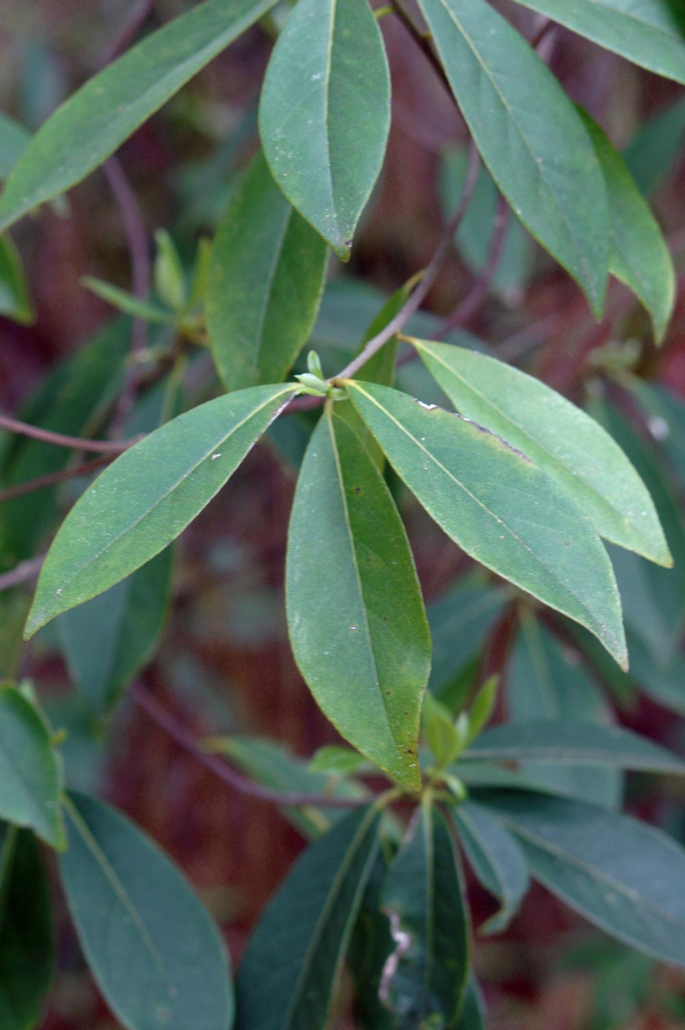 <p>almost evergreen (drops late), green apple taste to leaves (some), purple color in fall, simple alternate leaf entire slightly waxy, upward arching branching, long tube shaped fruit, tight ashy gray smooth bark</p>