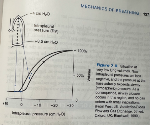 <ul><li><p><span>Represents the situation at residual volume (RV), after full expiration</span></p></li><li><p><span>The intrapleural pressures are less negative because the lung is not so well expanded and the elastic recoil forces are smaller</span></p></li><li><p><span>The differences between apex and base are still present because of the weight of the lung</span></p></li><li><p><span>The intrapleural pressure at the base now exceeds airway (atmospheric) pressure so the lung at the base is not being expanded, but rather compressed, and ventilation is impossible until the local intrapleural pressure falls below atmospheric pressure</span></p></li><li><p><span>The apex of the lung is on a favorable part of the pressure-volume curve and ventilates well</span></p></li><li><p><span>At low lung volumes the normal distribution of ventilation is inverted, the upper regions ventilating better than the lower zones</span></p></li></ul><p></p>
