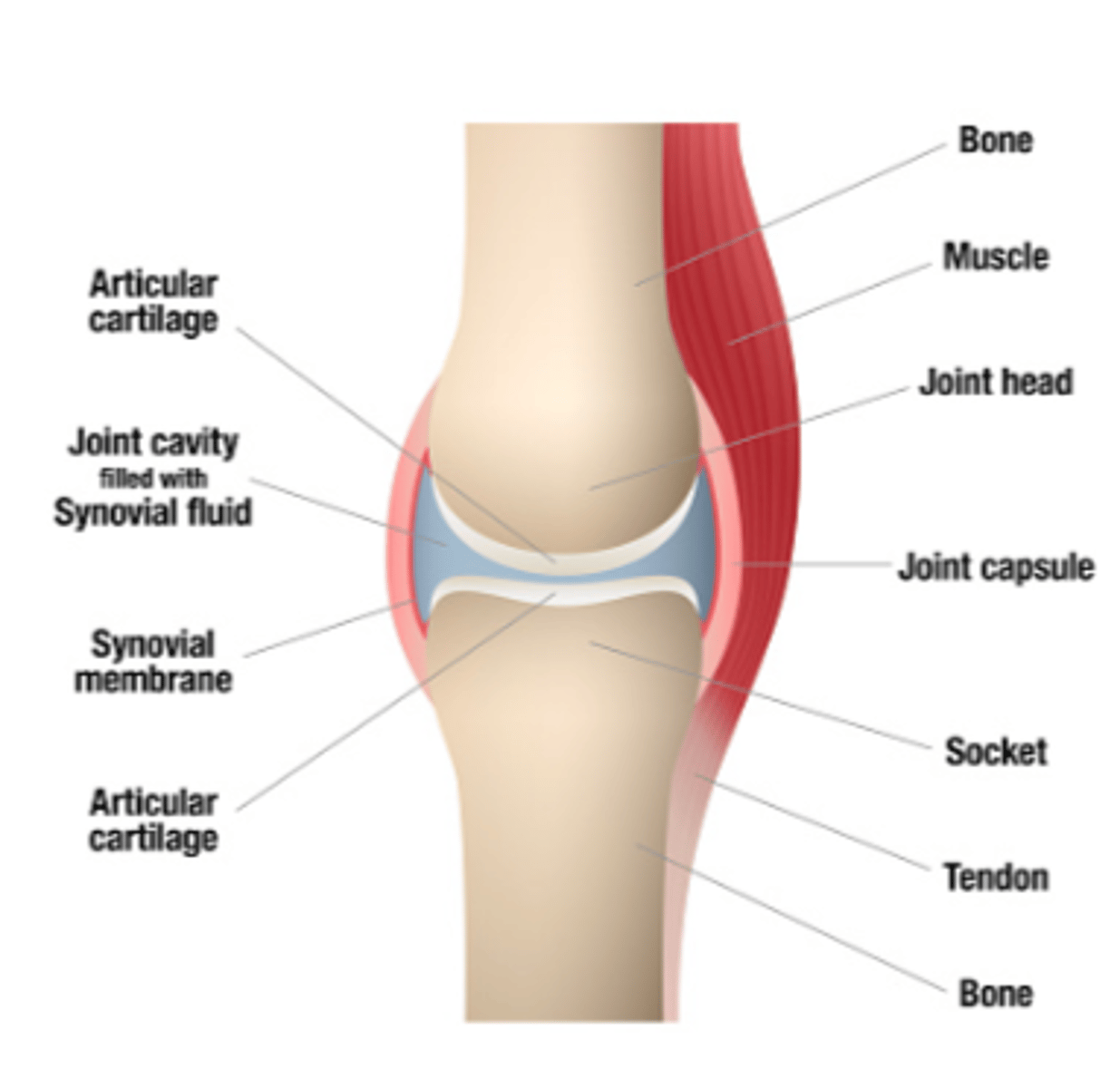 <p>Joint capsule, bones, cartilage, synovial fluid, ligaments, muscles and tendons</p>