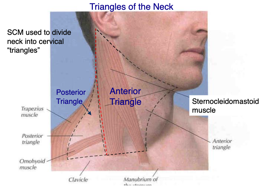 <p>posterior border of sternocleidomastoid</p>