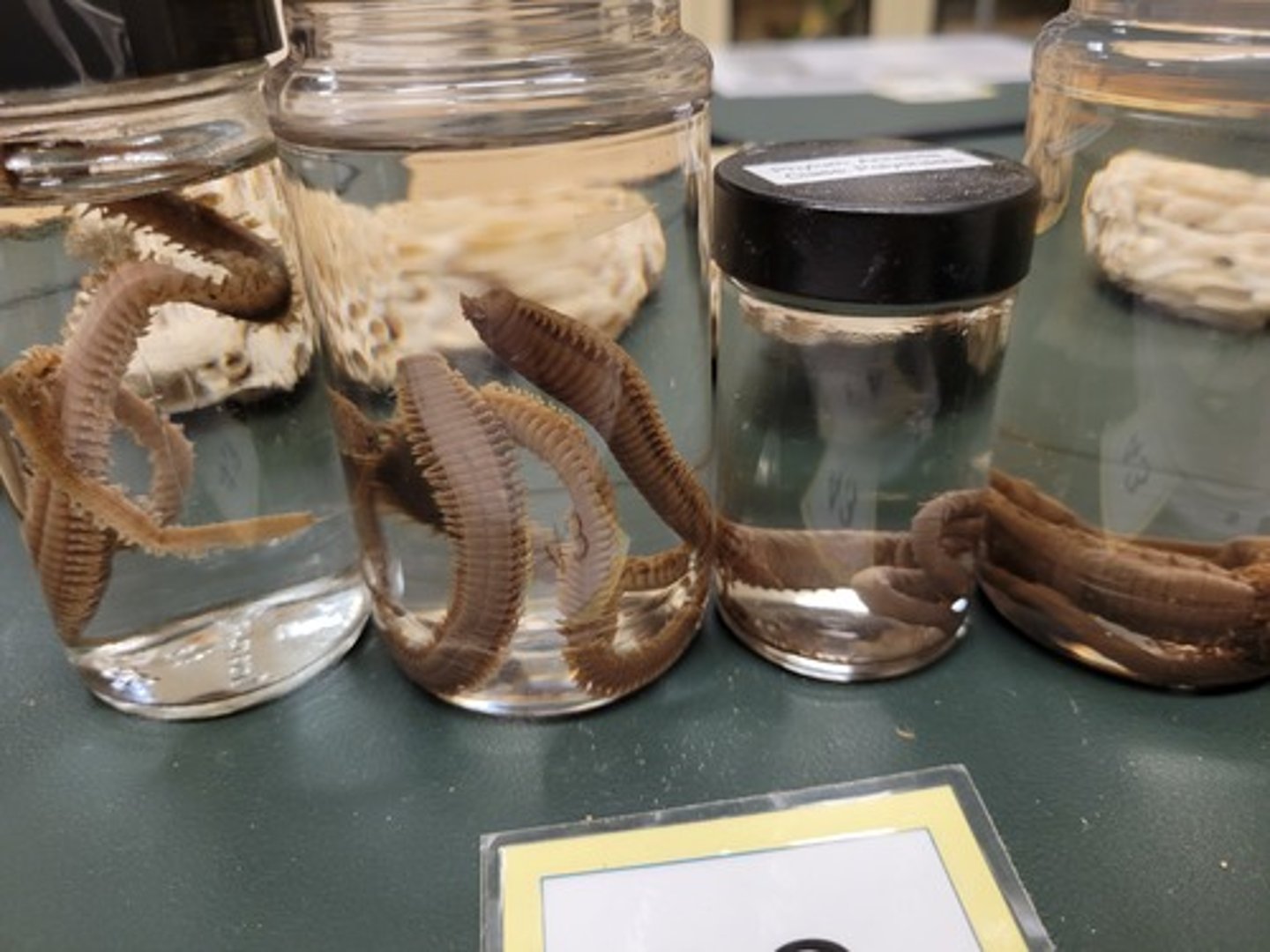 <p>Identify taxonomy</p>