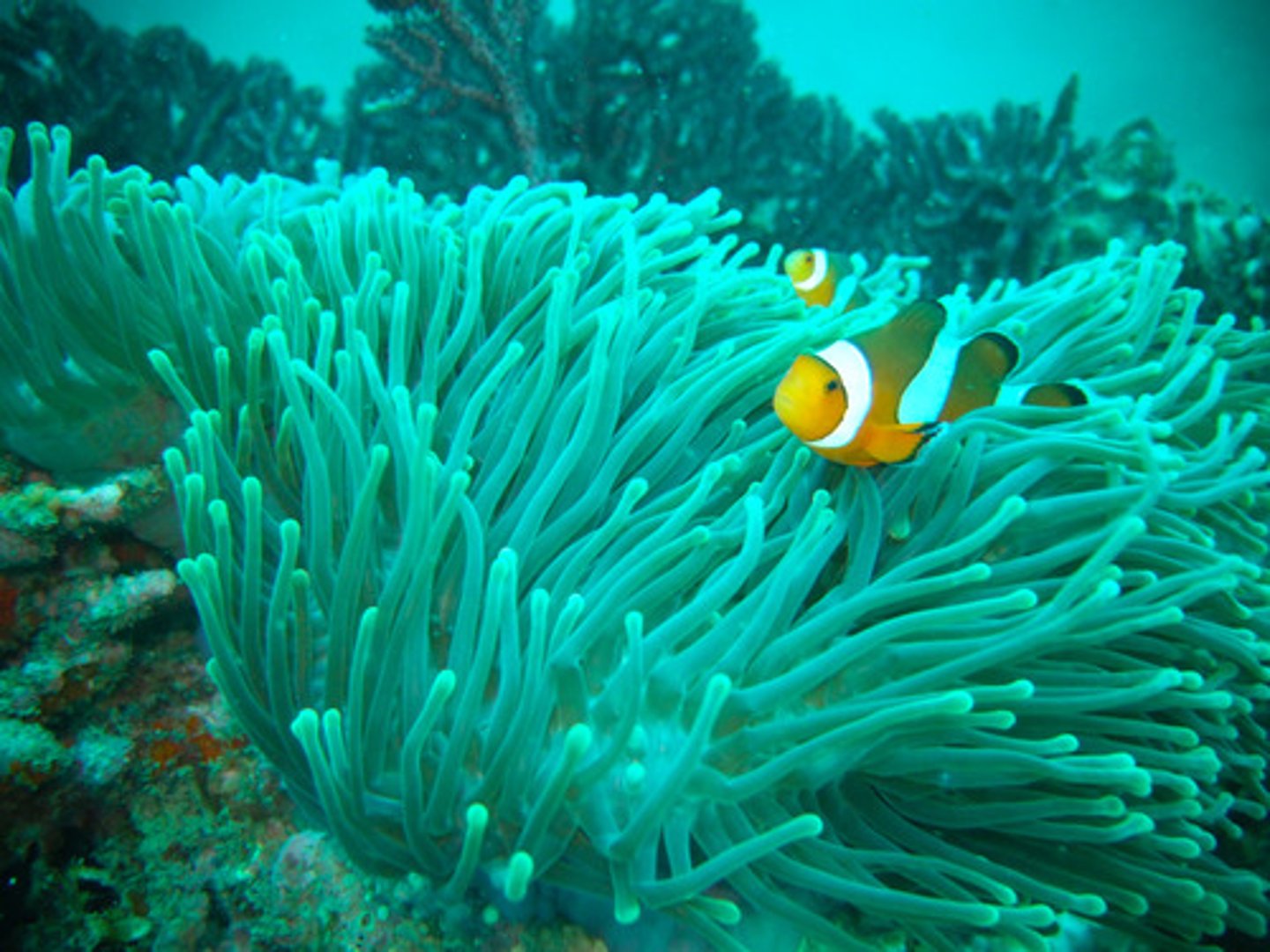 <p>Process by which two species evolve in response to changes in each other</p>