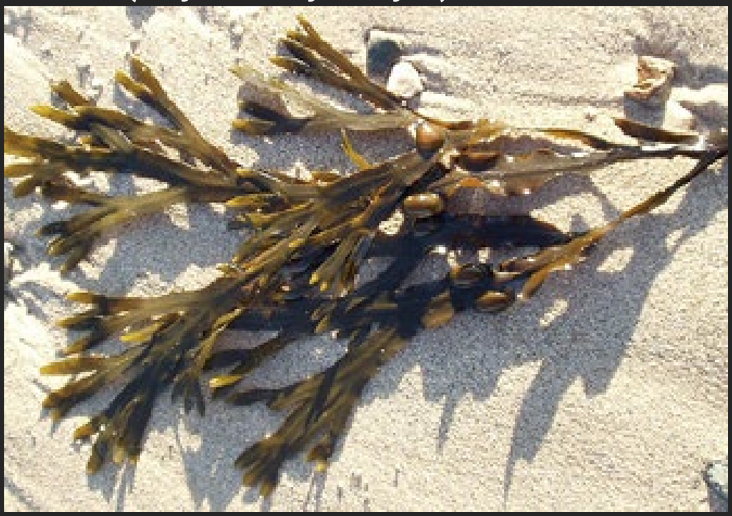 <p>What is the Portugese name of this species?</p>