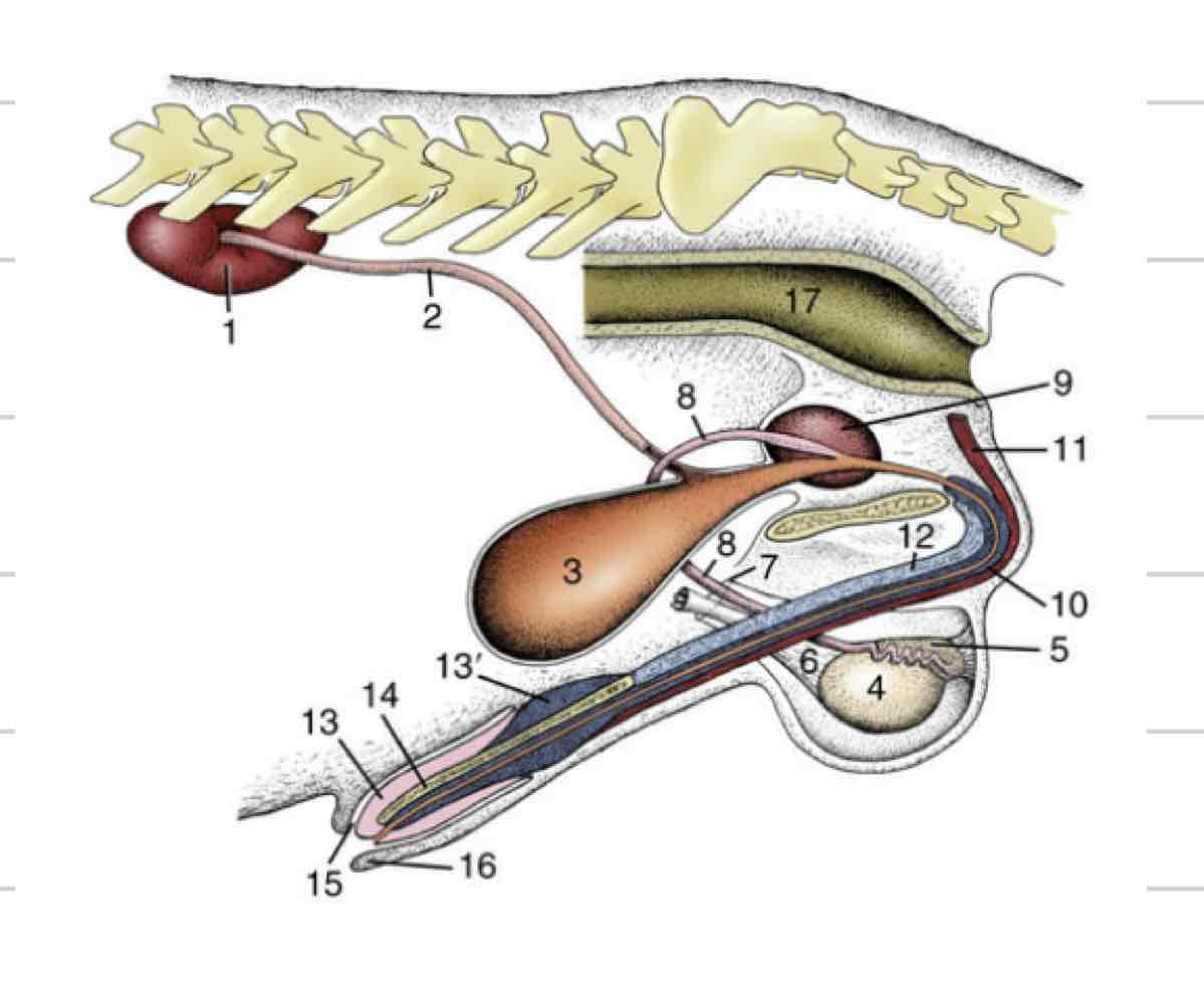 <ul><li><p>extends from bladder to most distal end of penis</p></li><li><p>Carry both sperm and urine</p></li><li><p>Can be divided into spongy (external) and pelvic (internal)</p></li><li><p>Pelvic is where deferent ducts join</p></li><li><p>Spongy exists within the penis and is surrounded by vasculature</p></li></ul>