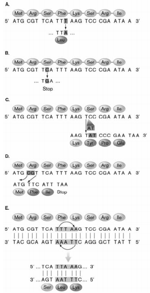 <p>In the figure below, which type(s) of mutation(s) is/are introducing frameshifts?</p><ul><li><p>C and D </p></li><li><p>A, B, and C</p></li></ul><p></p>