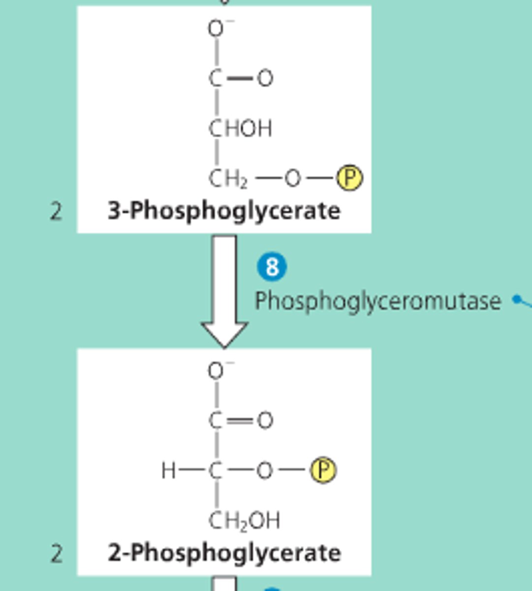 <p>turns 3-phosphoglycerate to 2-phosphoglycerate (happens 2x)</p>