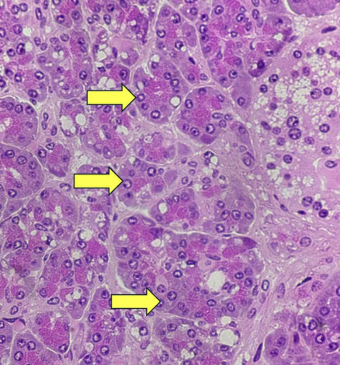 <p>type of cell & what it secretes?</p>