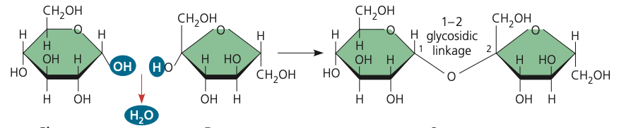 <p>glucose+sucrose-&gt; ? (draw)</p>