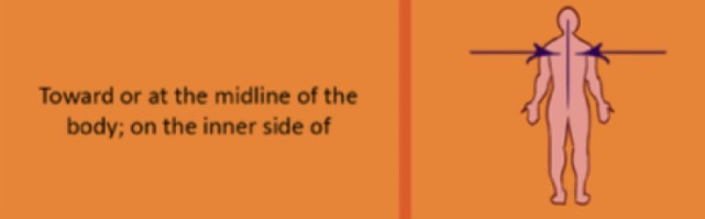 <p>refers to a position that is nearer to the midline of the body. </p>