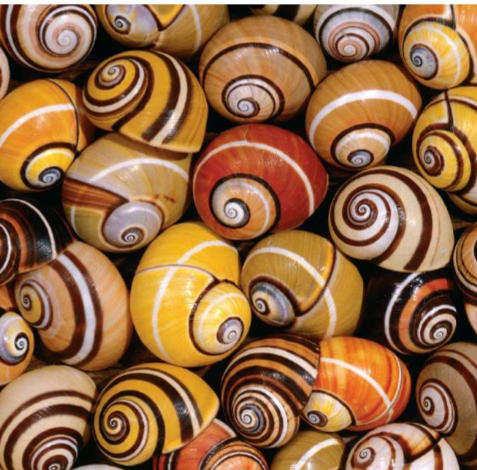although these snails are form the same group; no two are the same