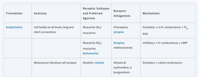 <p>Acetylcholine</p>