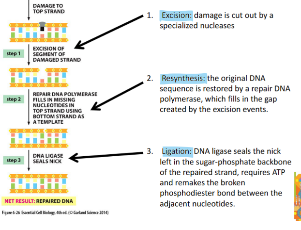 <ol><li><p>Excision</p></li><li><p>Resynthesis</p></li><li><p>Ligation</p></li></ol><p></p>
