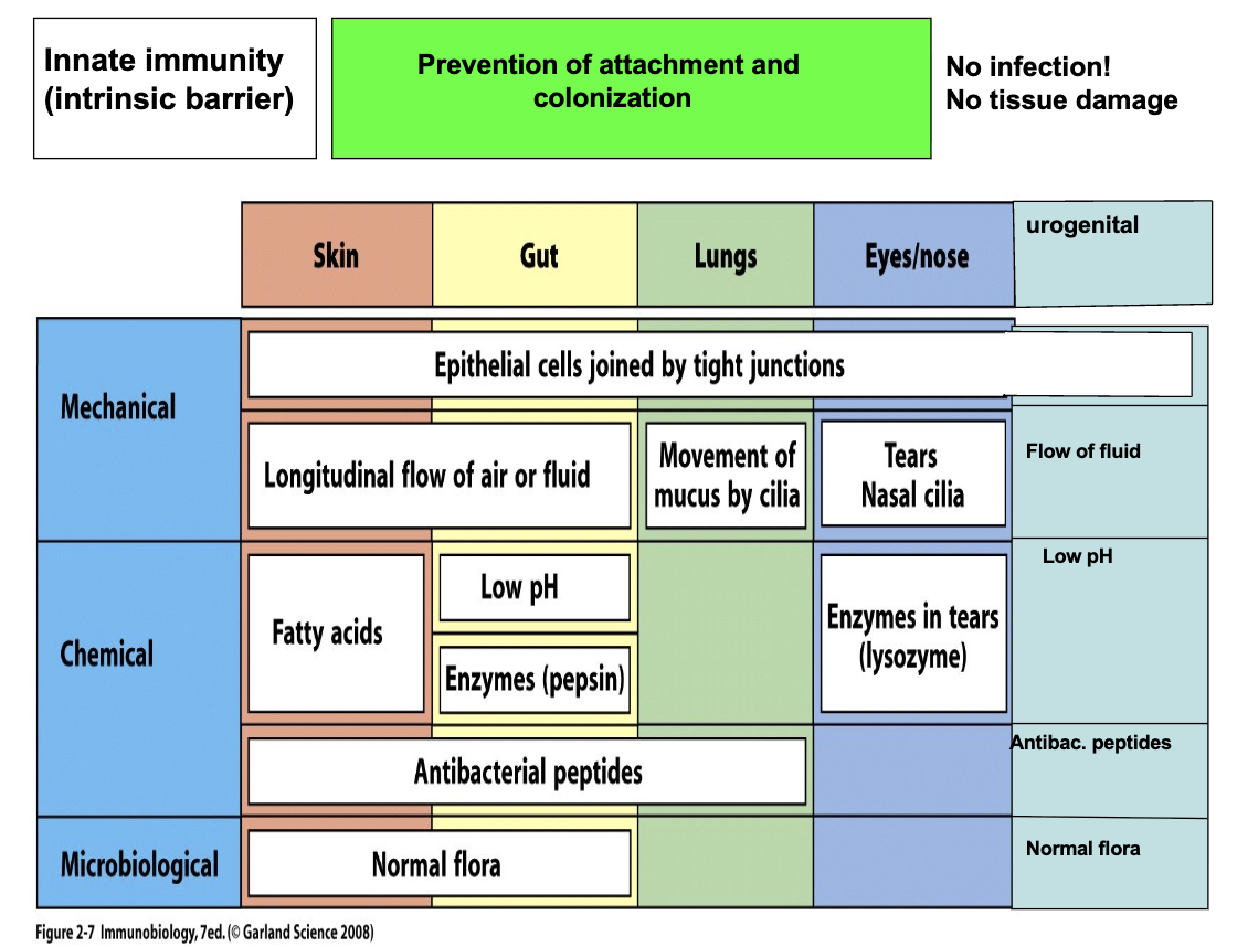 <ul><li><p>Prevent pathogen attachment and colonization</p></li><li><p>Result: <strong>No infection, no tissue damage</strong></p></li><li><p>Types of intrinsic barriers: <strong>Mechanical, Chemical, Microbiological</strong></p><ul><li><p>Chemical: Sebaceous glands (fatty acids) in skin, low pH in stomach, skin and vaginal tissue</p></li></ul></li></ul><p></p>