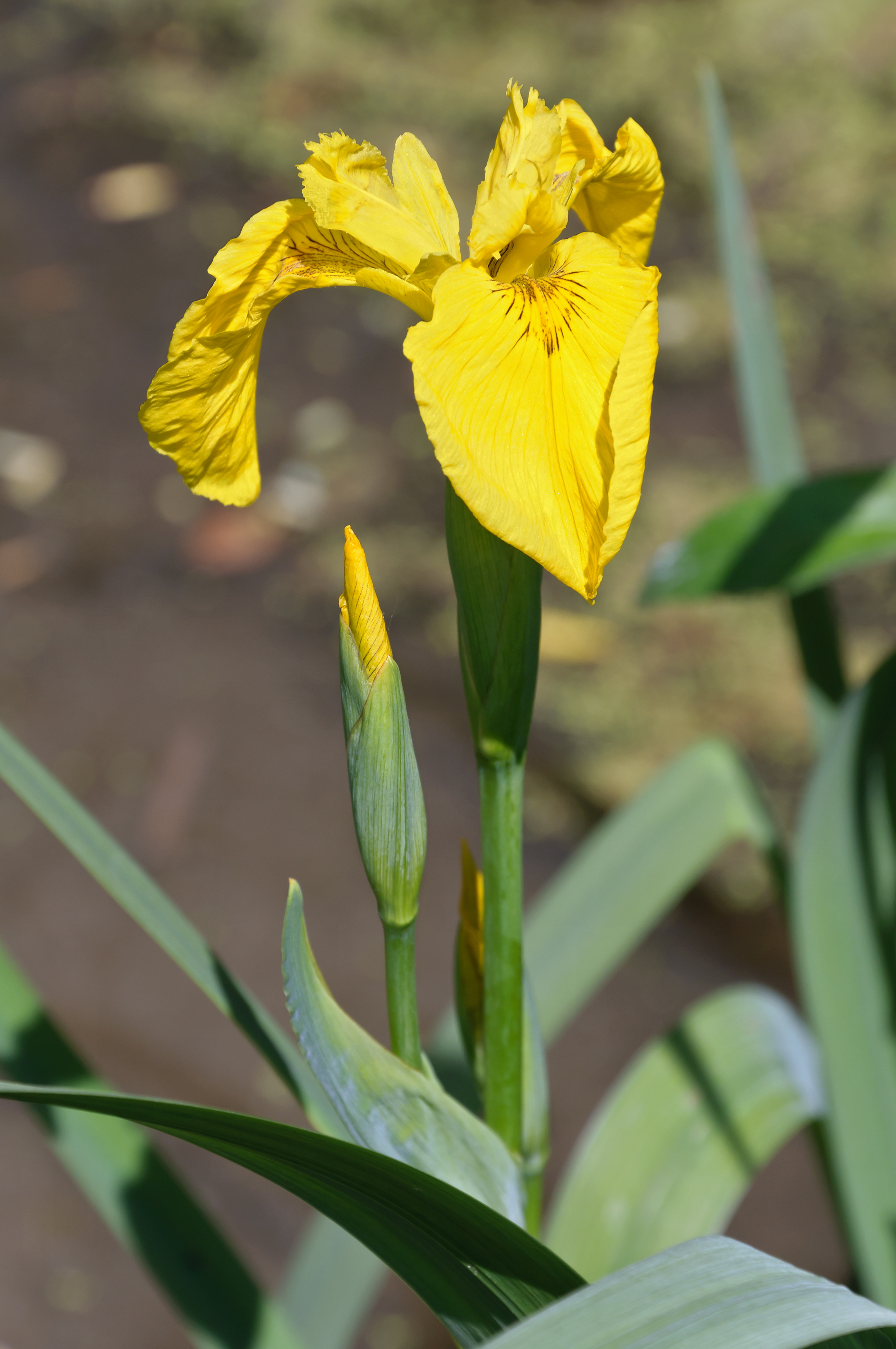 <p>Yellow iris</p>