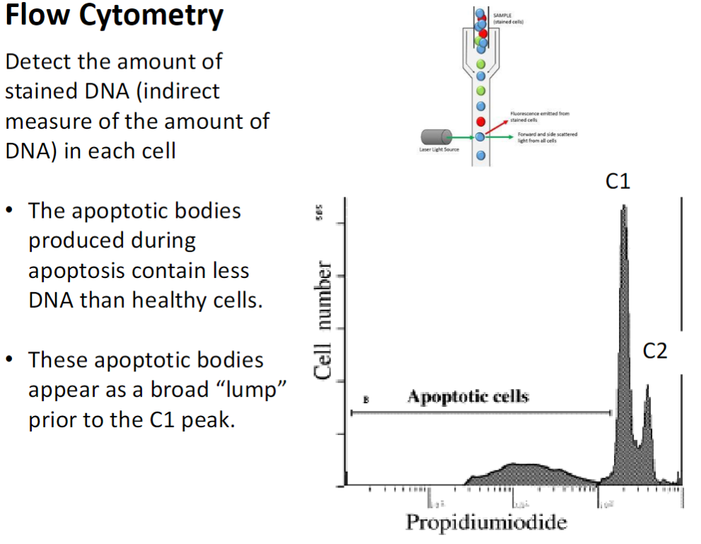 <p><strong>Principle</strong><br> Measures the amount of stained DNA in each cell as an indirect measure of DNA content</p><p><strong>Apoptotic Bodies</strong><br> Produced during apoptosis and contain less DNA than healthy cells<br> Appear as a broad “lump” before the C1 peak in flow cytometry plots</p><p><strong>Cell Cycle Peaks</strong><br> C1 – cells not dividing, diploid DNA (2N)<br> C2 – cells that have duplicated DNA (4N) but have not divided<br> Between C1 and C2 – cells synthesizing DNA (S phase)</p><p><strong>Apoptosis Detection</strong><br> Apoptotic cells have DNA content less than 2N (C1)<br> Low number of cells in this region indicates apoptosis level<br> Every cell culture exhibits some baseline apoptosis</p>