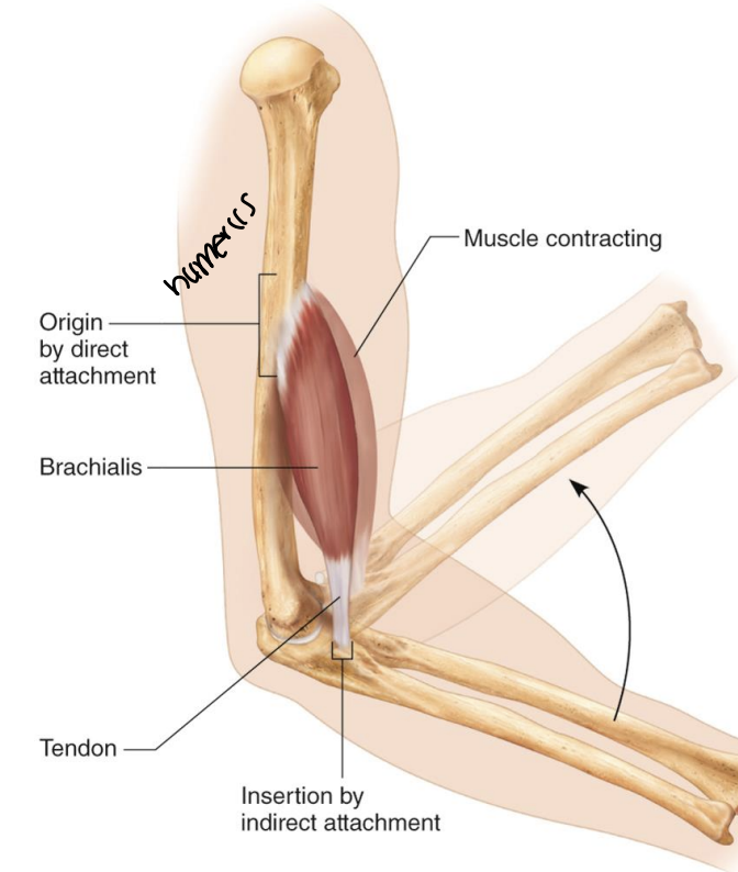 <p><strong>Origins &amp; Insertions</strong></p>