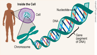 <p>Genetics </p>