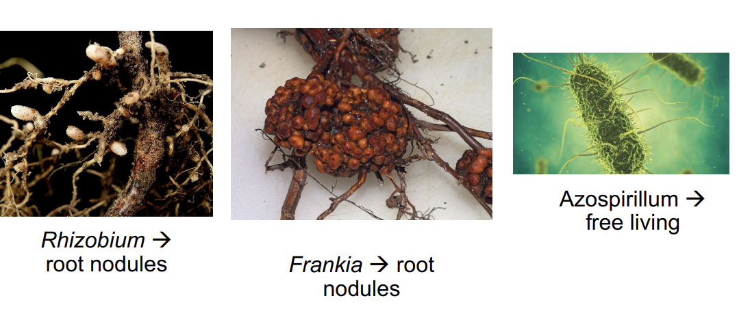 <p>what does this picture <strong>show?</strong></p>