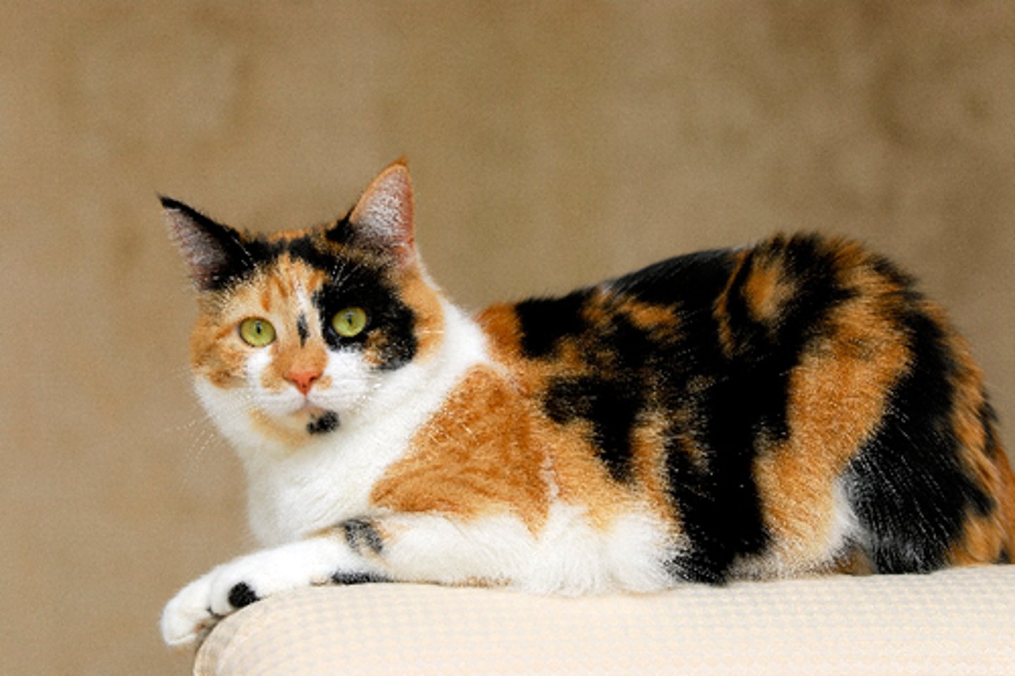 <p>how would you classify the color of this cat?</p>