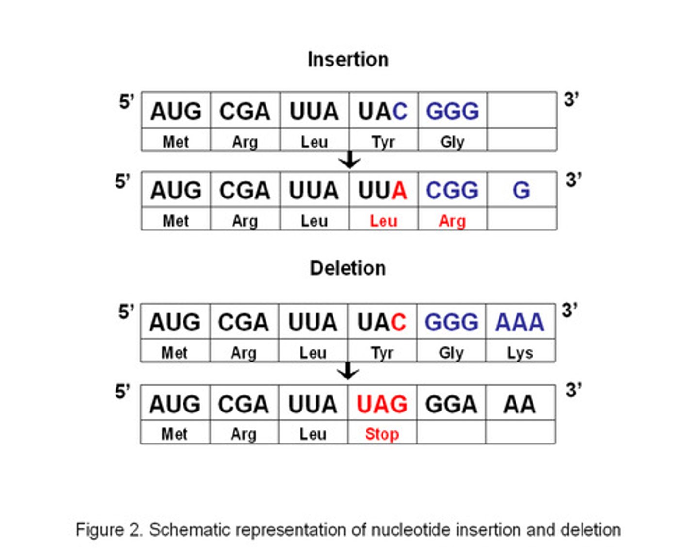 <p>Deletion &amp; Insertion</p><p>- very serious causing a different AA sequence to be produced</p>