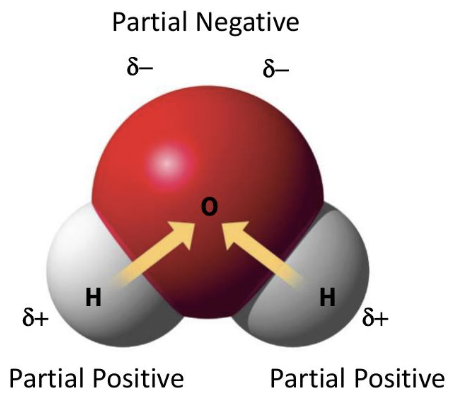 <p>oxygen is more electronegative than hydrogen, creating partial charges</p>