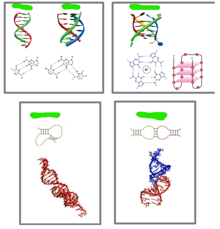 <p>Label these common RNA 3d structures</p>